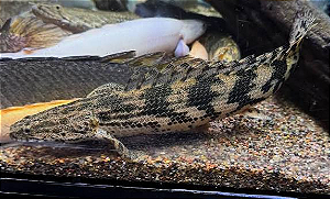 Polypterus Hibrído "Lappen" 6-9cm