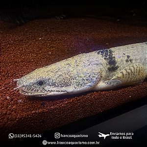 Polypterus Delhezi WC 20-25cm