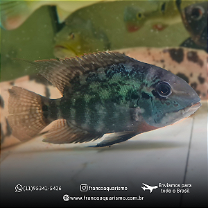 Papagaio Verdadeiro - Detalhe vermelho 15-20cm