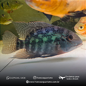 Papagaio Verdadeiro (Hoplarchus psittacus) 2-3cm