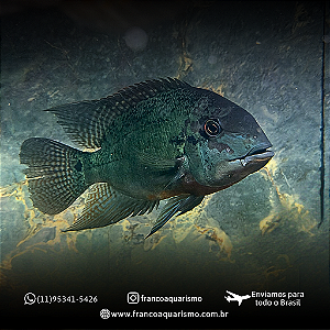 Papagaio Verdadeiro (Hoplarchus Psittacus) 22-26cm