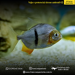 Pacu Cadete (Myleus schomburgkii) 8-12cm
