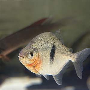 Pacu Cadete (Myleus schomburgkii) 10-15cm