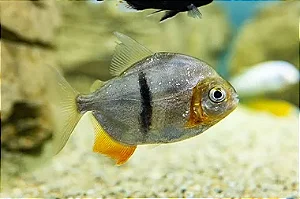 Pacu Cadete (Myleus schomburgkii) 8-12cm
