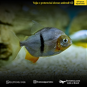Pacu Cadete (Myleus schomburgkii) 8-12cm