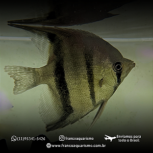 Acará Altum 12-16cm