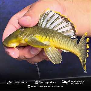 Cascudo Aba Laranja L047 15-20cm