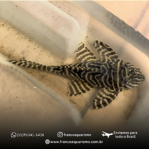 Cascudo Zebra King 10-15cm