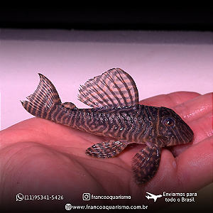 Cascudo Zebra King 10-15cm