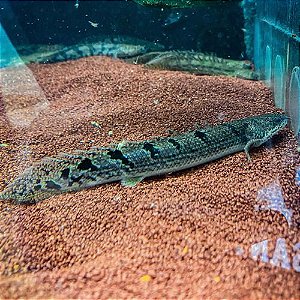 Polypterus Delhezi AA 7-10cm