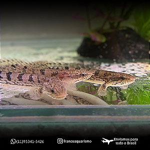 Polypterus Delhezi AA 7-10cm