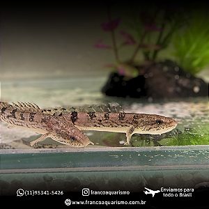 Polypterus Delhezi AA 10-15cm