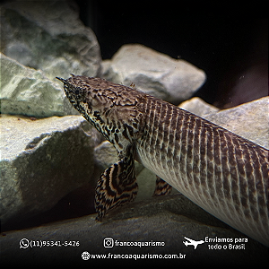 Polypterus Ornatipinnis / Ornatus 12-17cm