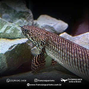 Polypterus Ornatipinnis / Ornatus 10-15cm
