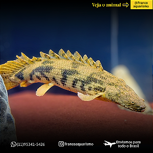 Polypterus Endlicheri WC 45-50cm