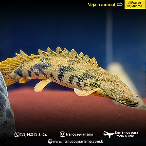 Polypterus Endlicheri WC 45-50cm