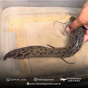 Protopterus Annectens 35-40cm