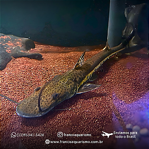 Surubim Chicote - Bargada 30-35cm