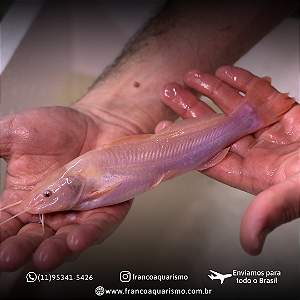 Jundiá Albino 17-22cm