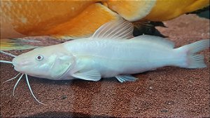 Jundiá Albino 4-7cm
