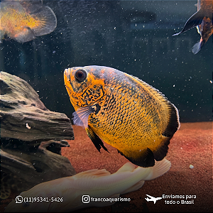 Oscar Bronze AA 20-25cm