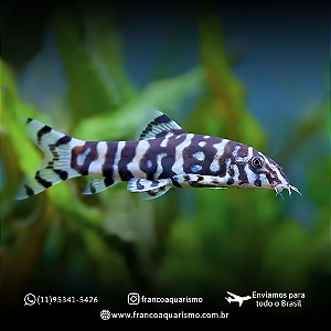 COMBO - Botia Lohachata + Modesta 4-7cm