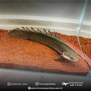 COMBO - Poly Senegalus + Poly Senegalus Albino 4-6cm