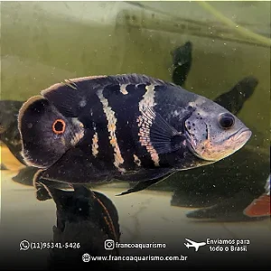 Oscar Bumblebee 5-9cm