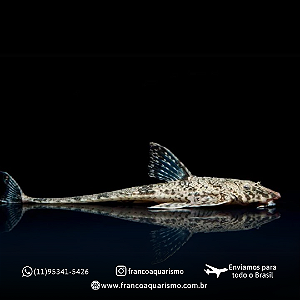 Cascudo Loricária 4-8cm