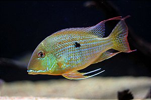 Geophagus Altifrons 12-16cm