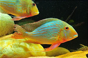 Geophagus altifrons 4-7cm