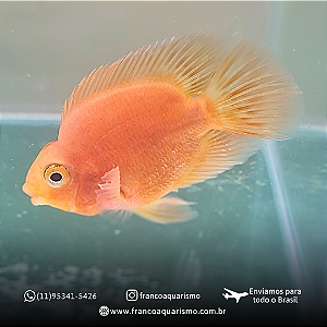 Papagaio Peach 6-7cm