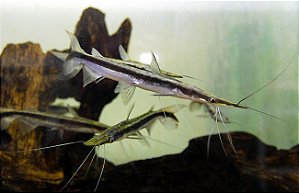 Surubim Lima (Jurupensém) 15-20cm