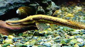 Farlowella 18-22cm (Sturisoma rostratum)