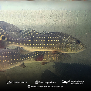 Tucunaré Açu (Cichla temensis) 20-24cm