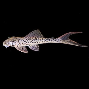 Cascudo L011 (Squaliforma emarginata) 10-15cm