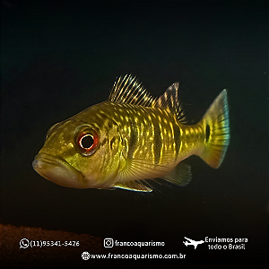 Tucunaré Açu (Cichla temensis) 9-13cm