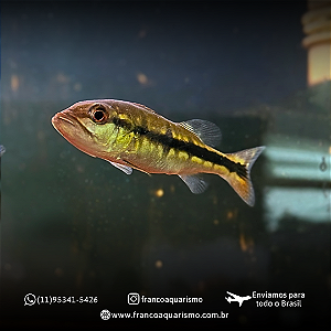 Tucunaré Açu (Cichla temensis) 9-13cm