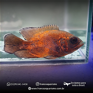 Oscar Bronze AAA 5-9cm