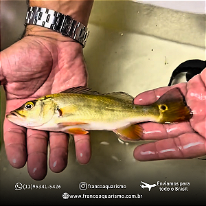 Tucunaré Monoculos 12-15cm