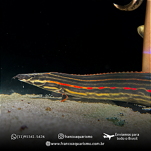 Moreia Fire Eel 20-25cm