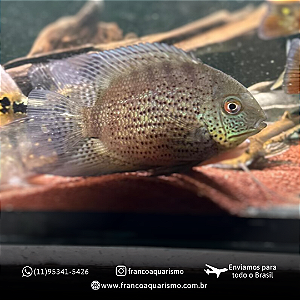 Severum Amazônico 20-25cm