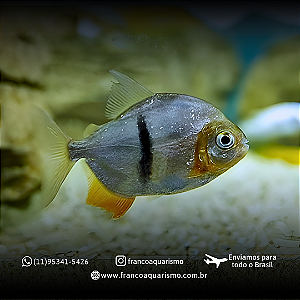 Pacu Cadete (Myleus schomburgkii) 13-17cm