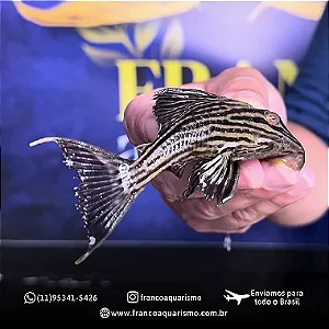 Cascudo Panaque (Panaque Ambrusteri) 10-14cm