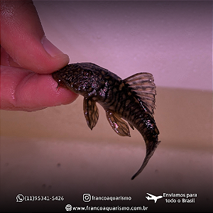 Pseudancistrus Genisetiger 4-7cm