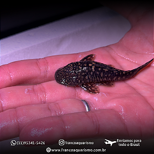 Pseudancistrus Genisetiger 5-8cm