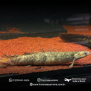 Polypterus Senegalus Marble 17-22cm