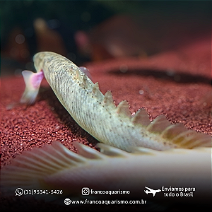 Polypterus Senegalus Marble 14-18cm