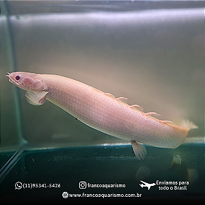 Polypterus Senegalus Albino 16-20cm