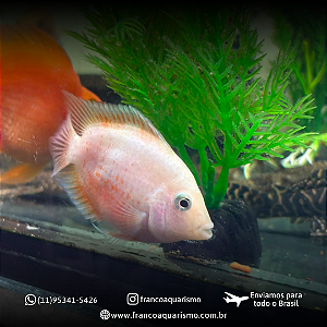 Papagaio White 7-10cm